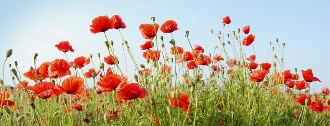 Red poppies